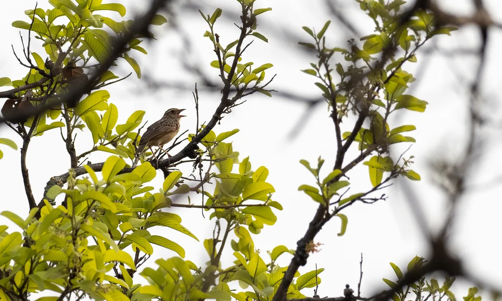 东洋歌百灵(Plocealauda erythrocephala)