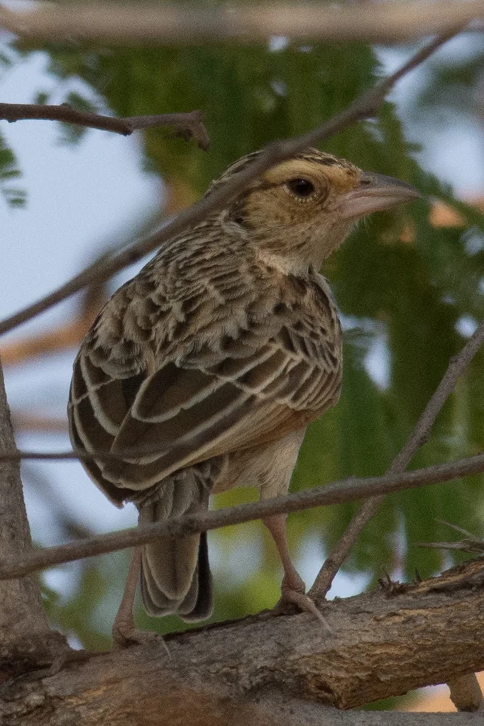 缅甸歌百灵(Plocealauda microptera)
