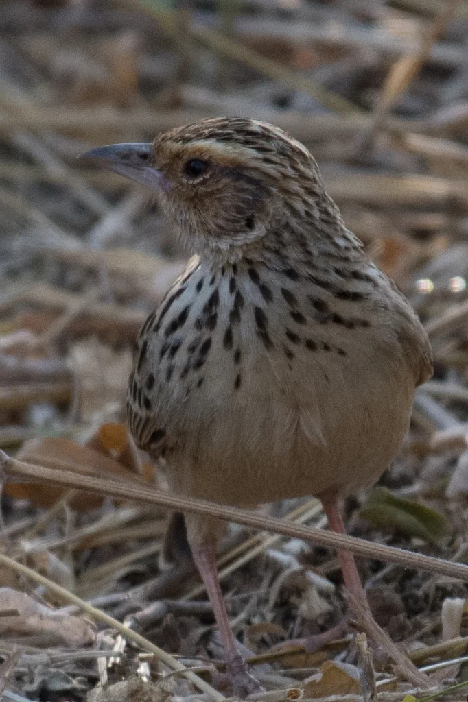 缅甸歌百灵(Plocealauda microptera)
