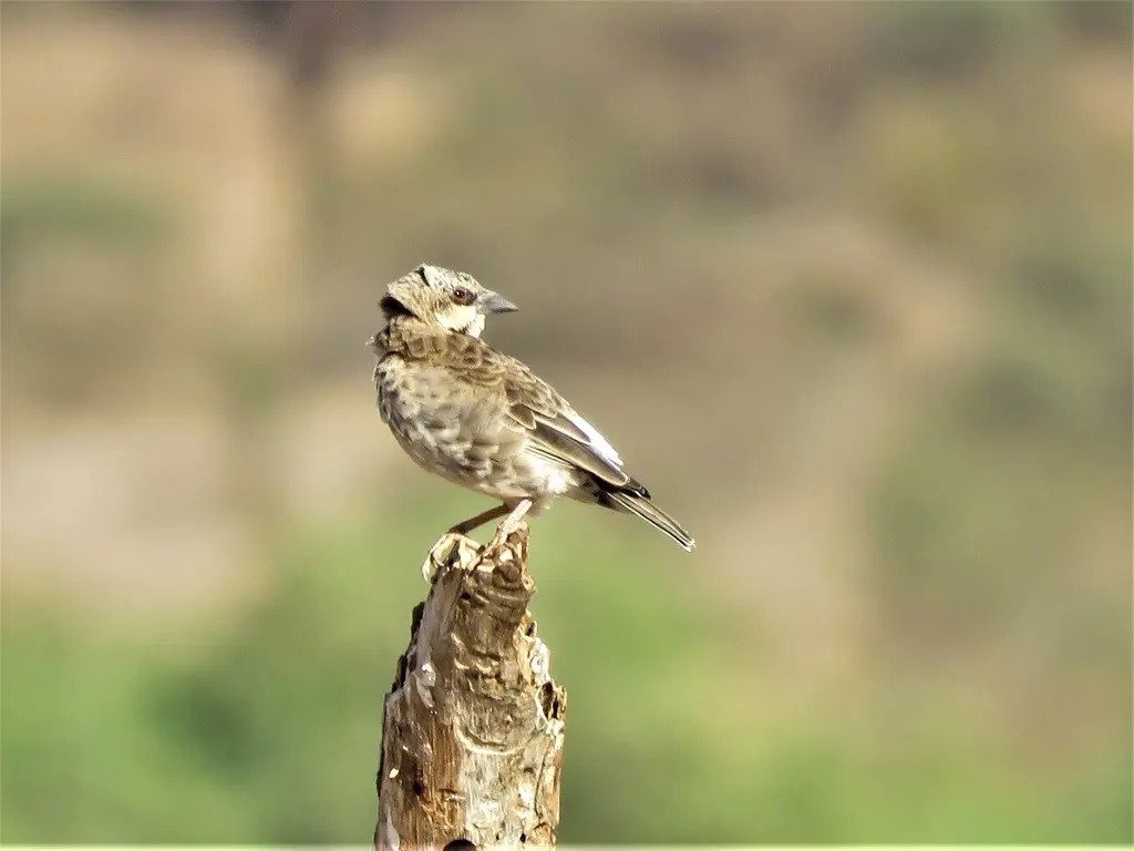 肯尼亚织雀(Plocepasser donaldsoni)