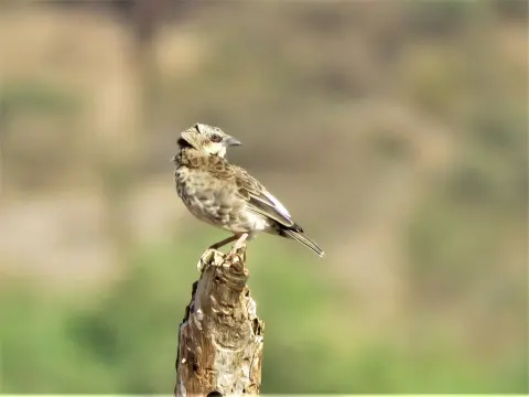 肯尼亚织雀