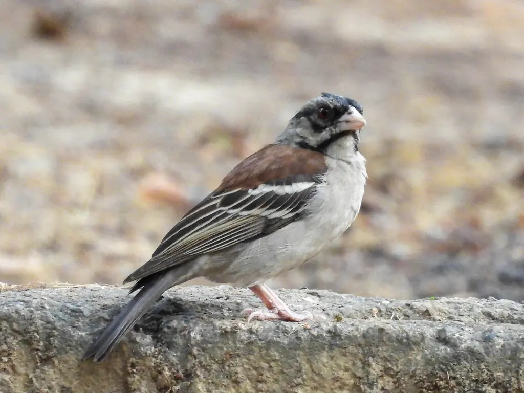 栗背织雀（Plocepasser rufoscapulatus）