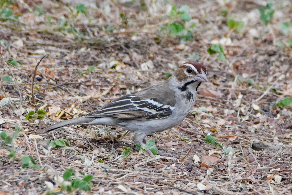 栗顶织雀(Plocepasser superciliosus)