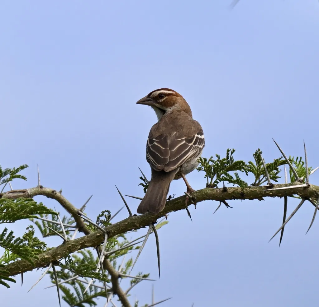栗顶织雀(Plocepasser superciliosus)