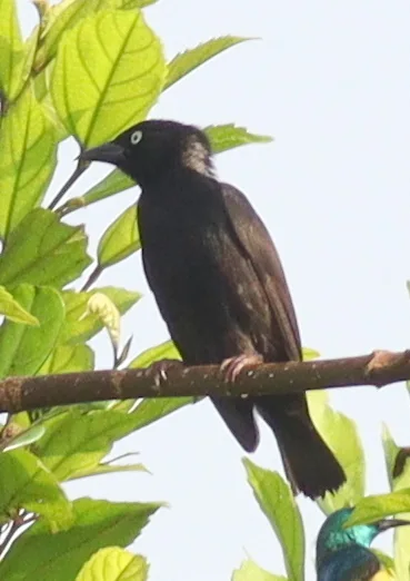 白枕黑织雀(Ploceus albinucha)