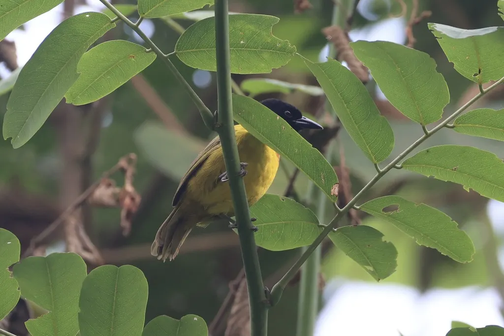 黑头栗斑织雀(Ploceus alienus)