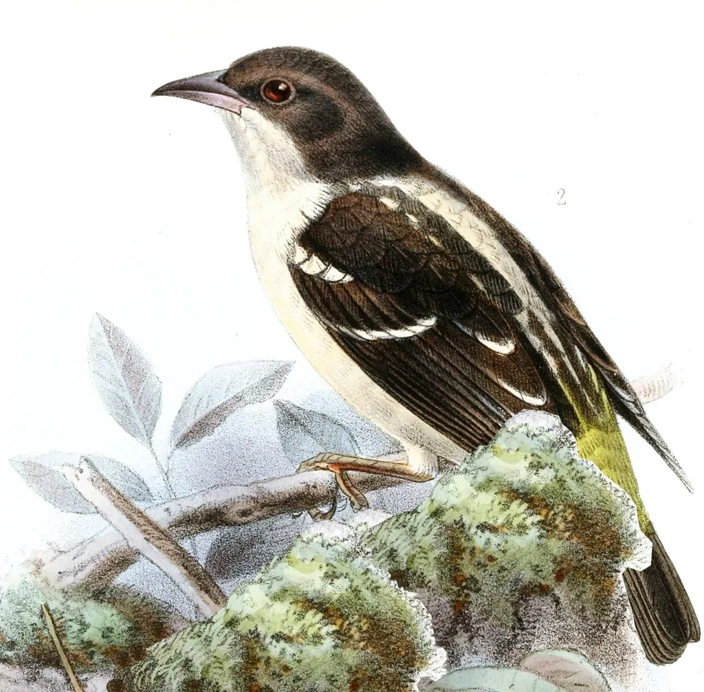 斑翅织雀(Ploceus angolensis)