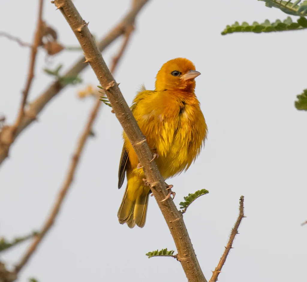 橙色织雀(Ploceus aurantius)