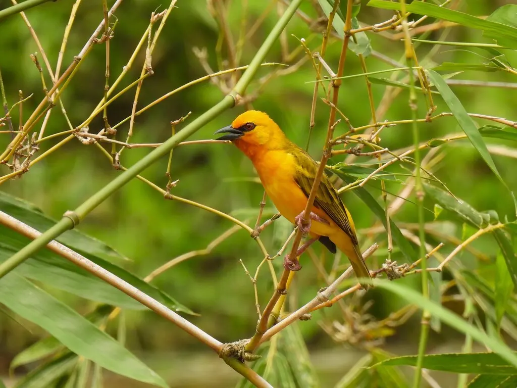橙色织雀(Ploceus aurantius)