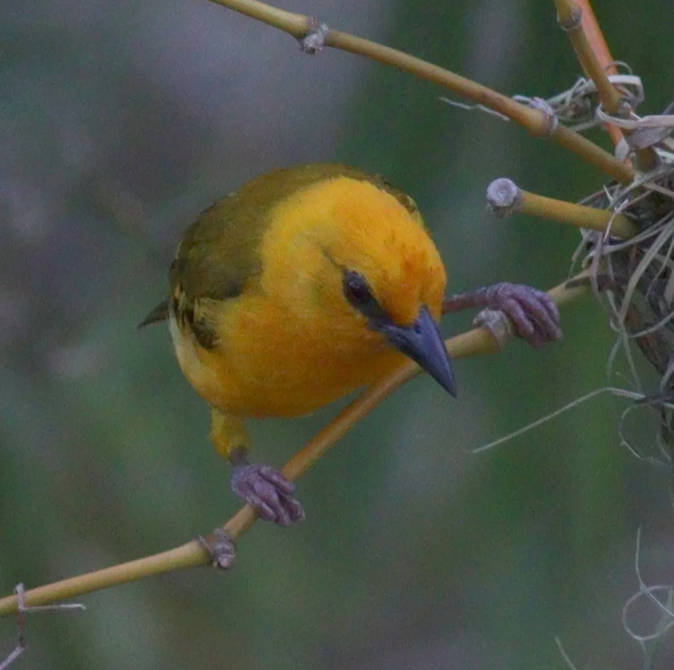 橙色织雀(Ploceus aurantius)
