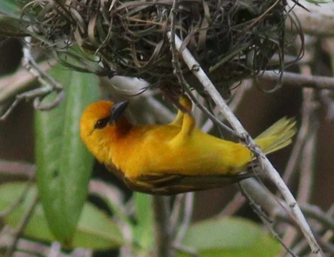 橙色织雀(Ploceus aurantius)