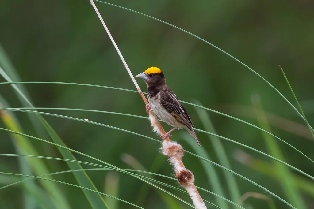 黑胸织雀(Ploceus benghalensis)