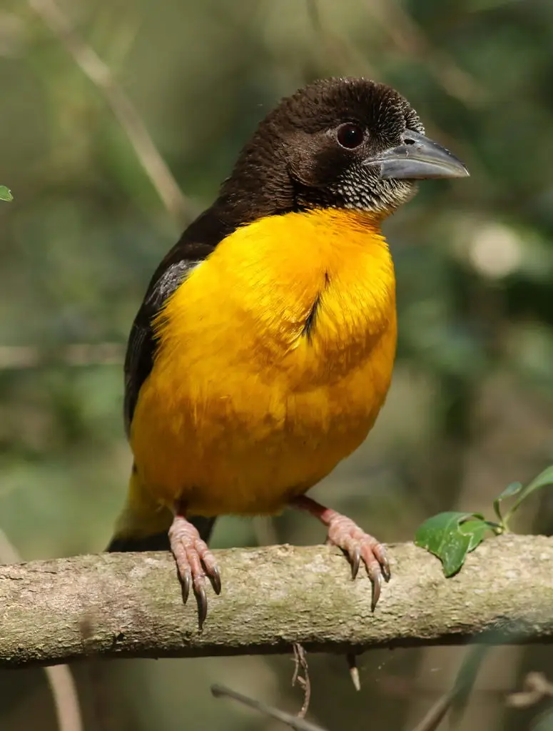 灰背织雀(Ploceus bicolor)