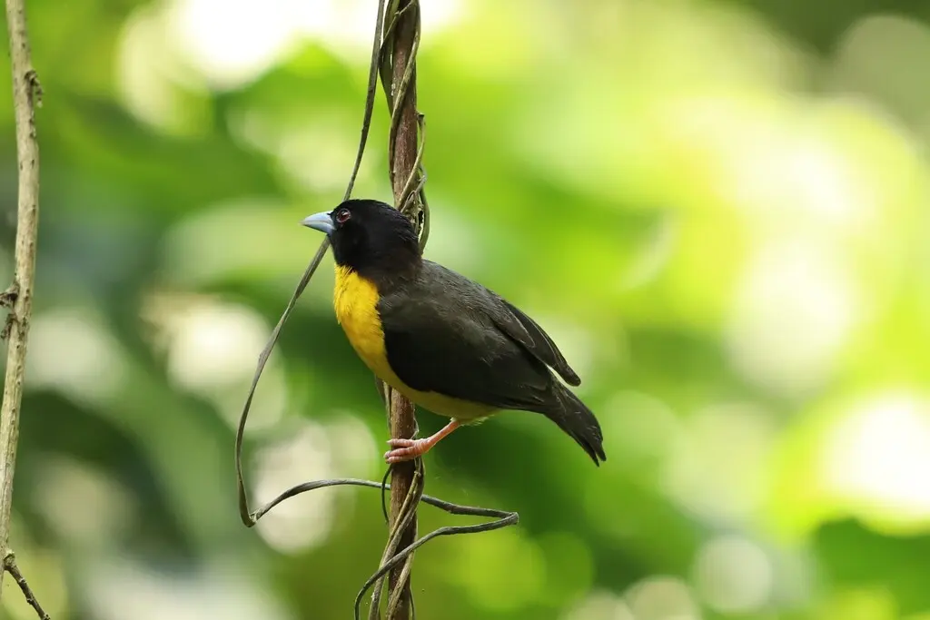 灰背织雀(Ploceus bicolor)