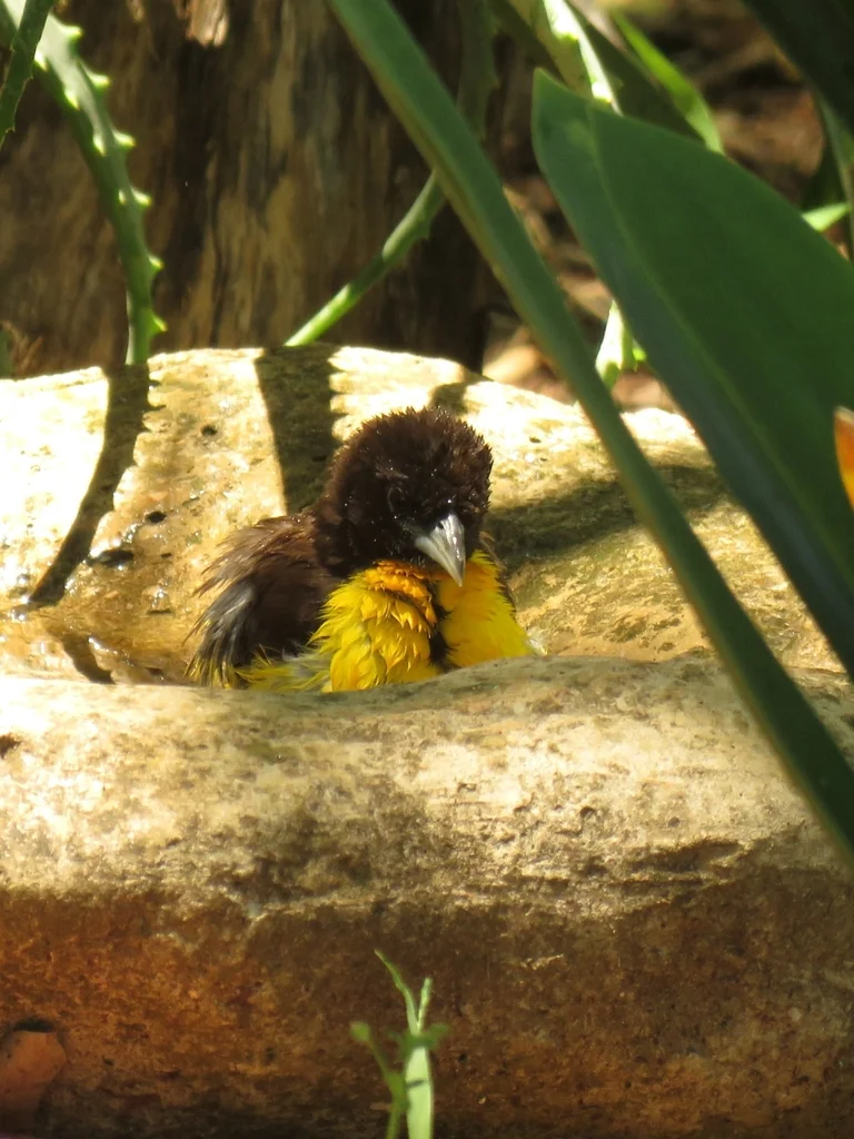 灰背织雀(Ploceus bicolor)