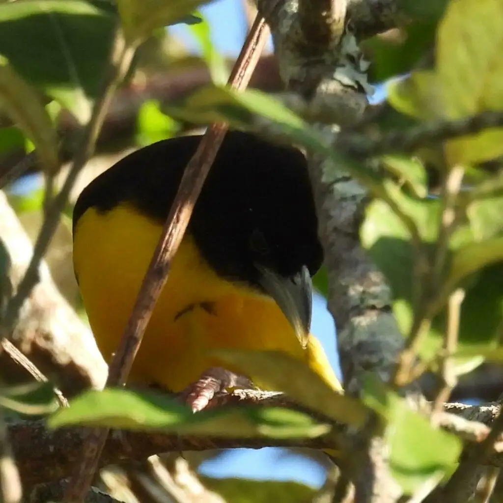 灰背织雀(Ploceus bicolor)