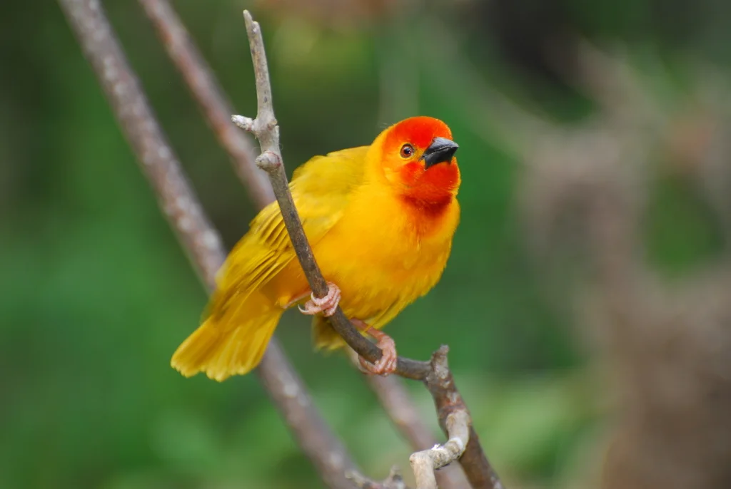 橙头织巢鸟(Ploceus bojeri)