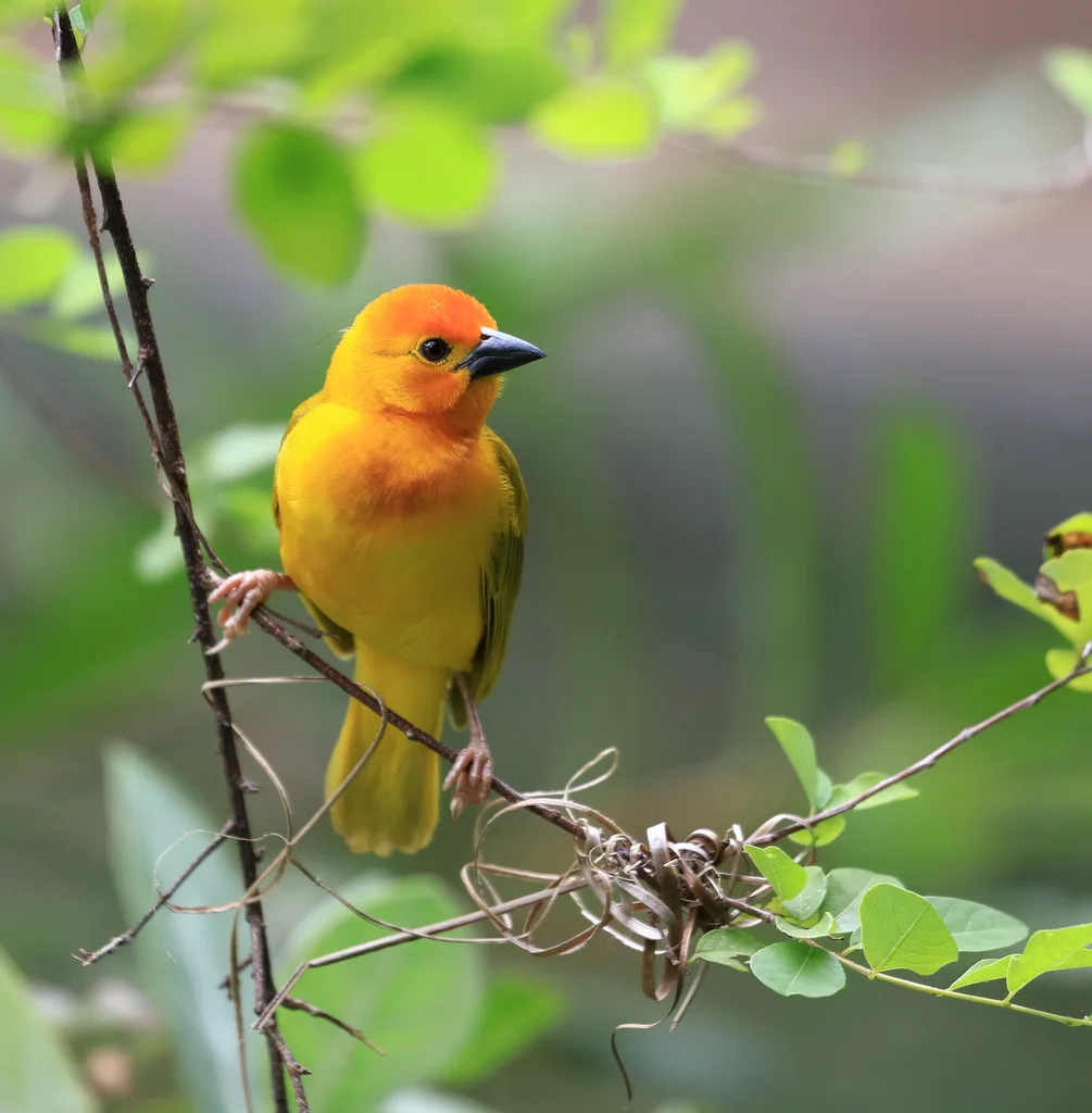 橙头织巢鸟(Ploceus bojeri)