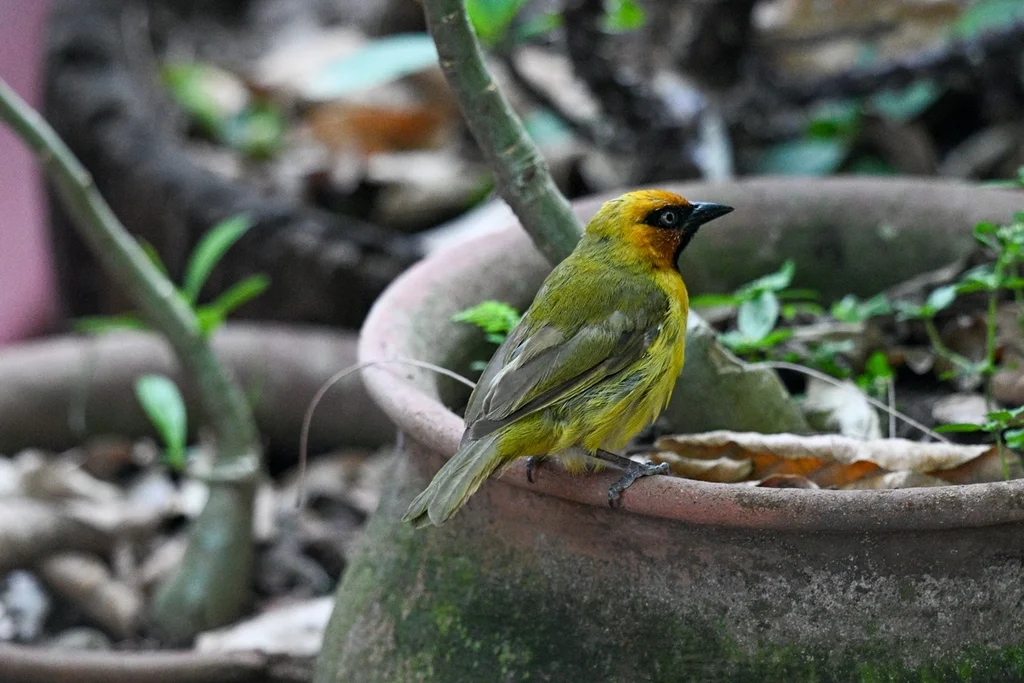 绿枕织雀(Ploceus brachypterus)