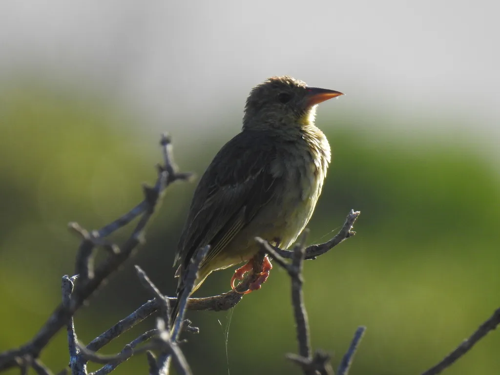 南非织雀(Ploceus capensis)