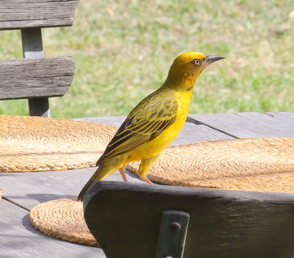 南非织雀(Ploceus capensis)