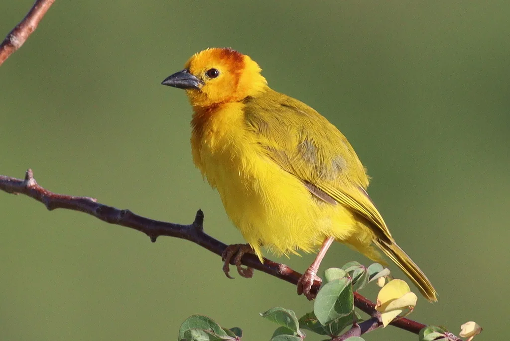 栗头金织雀(Ploceus castaneiceps)