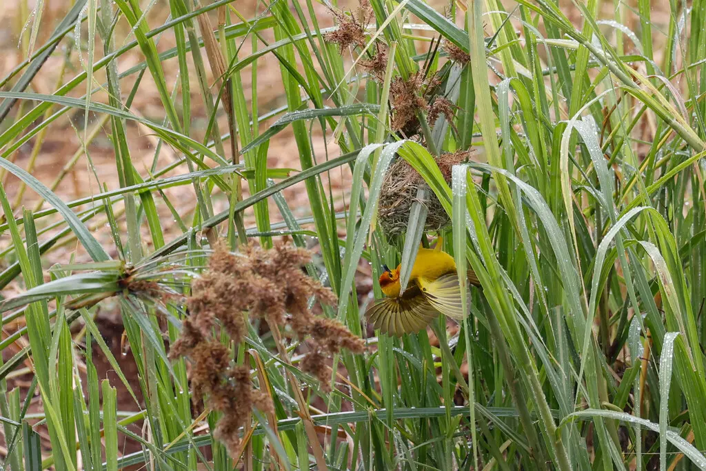 栗头金织雀(Ploceus castaneiceps)