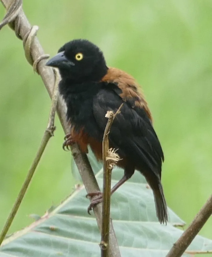 栗黑织雀(Ploceus castaneofuscus)