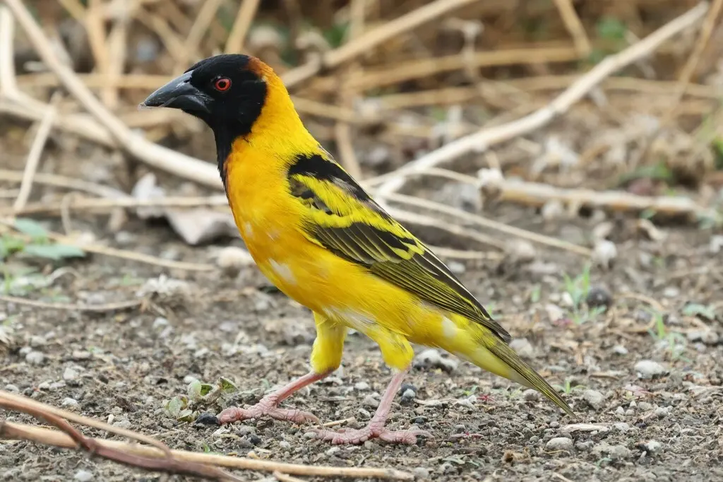 黑头织雀(Ploceus cucullatus)