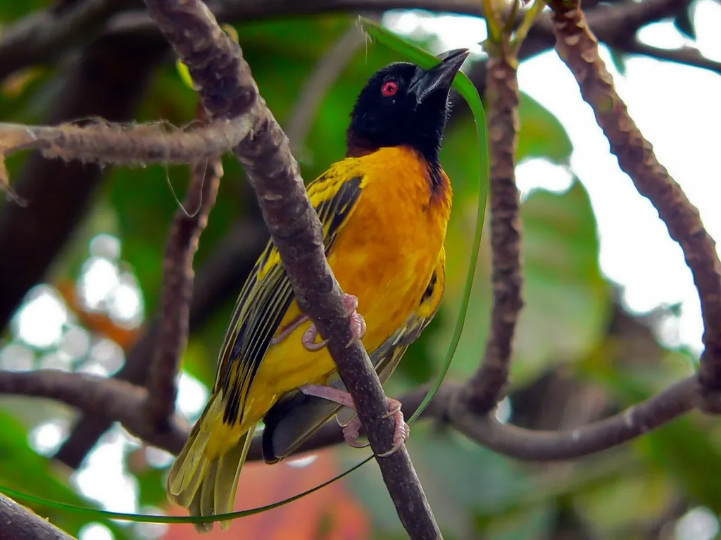 黑头织雀(Ploceus cucullatus)