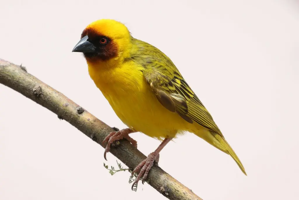 栗脸织雀(Ploceus galbula)