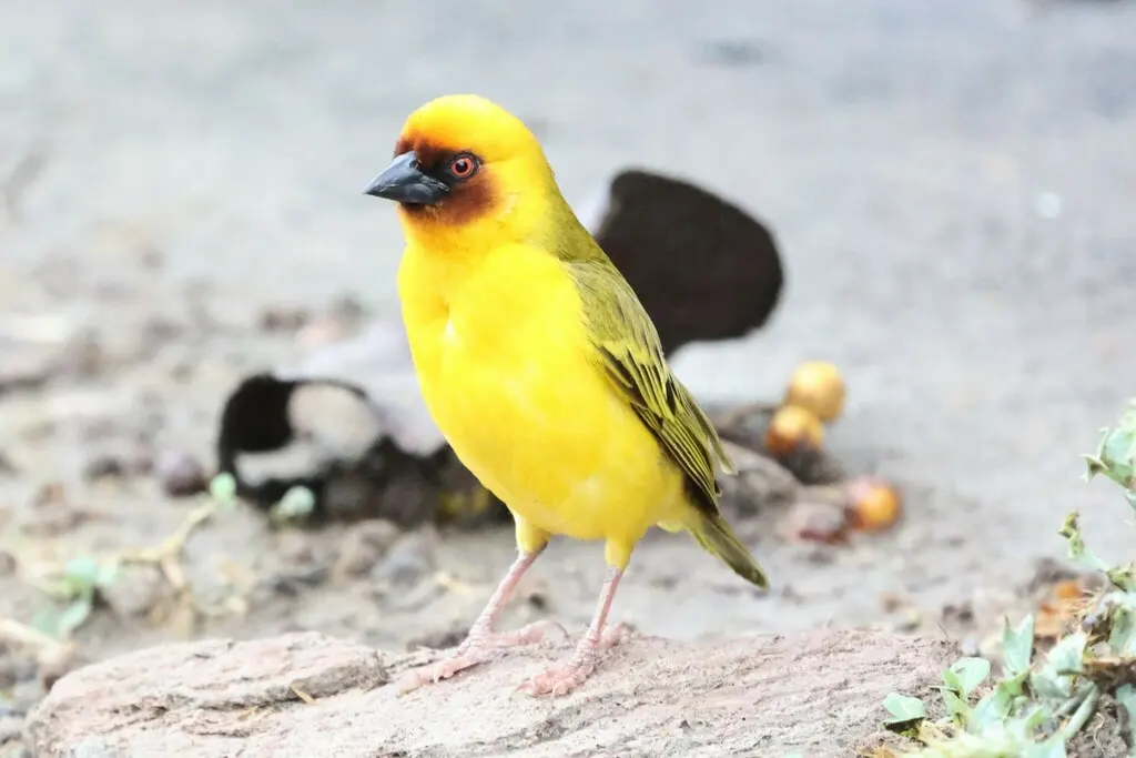 栗脸织雀(Ploceus galbula)