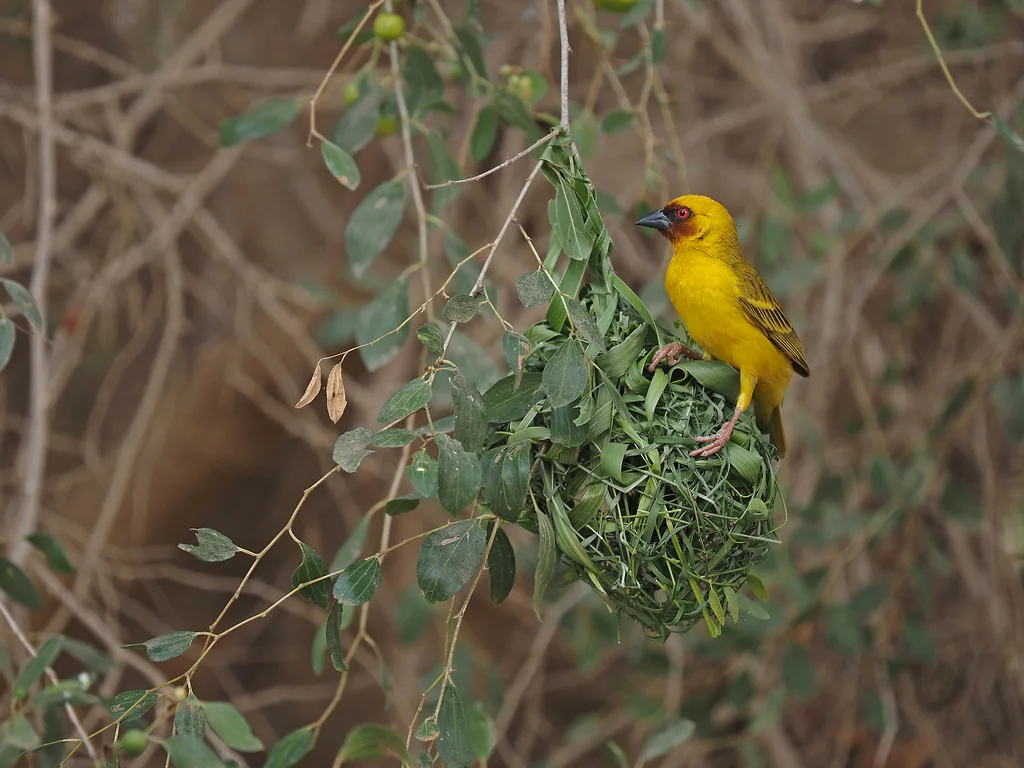 栗脸织雀(Ploceus galbula)
