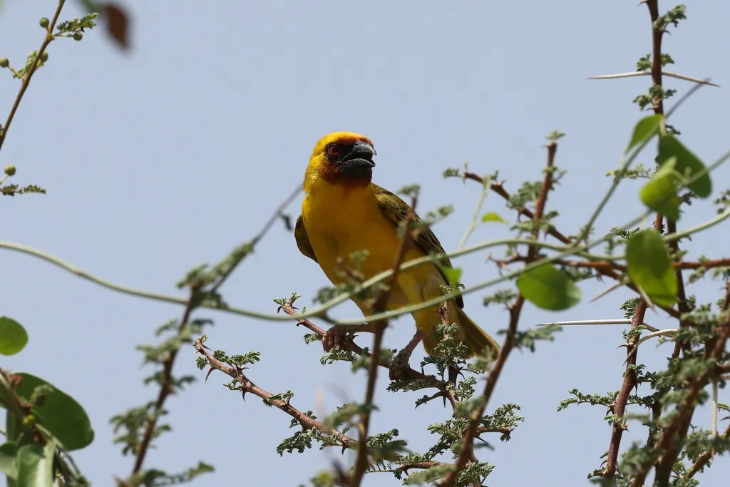 栗脸织雀(Ploceus galbula)