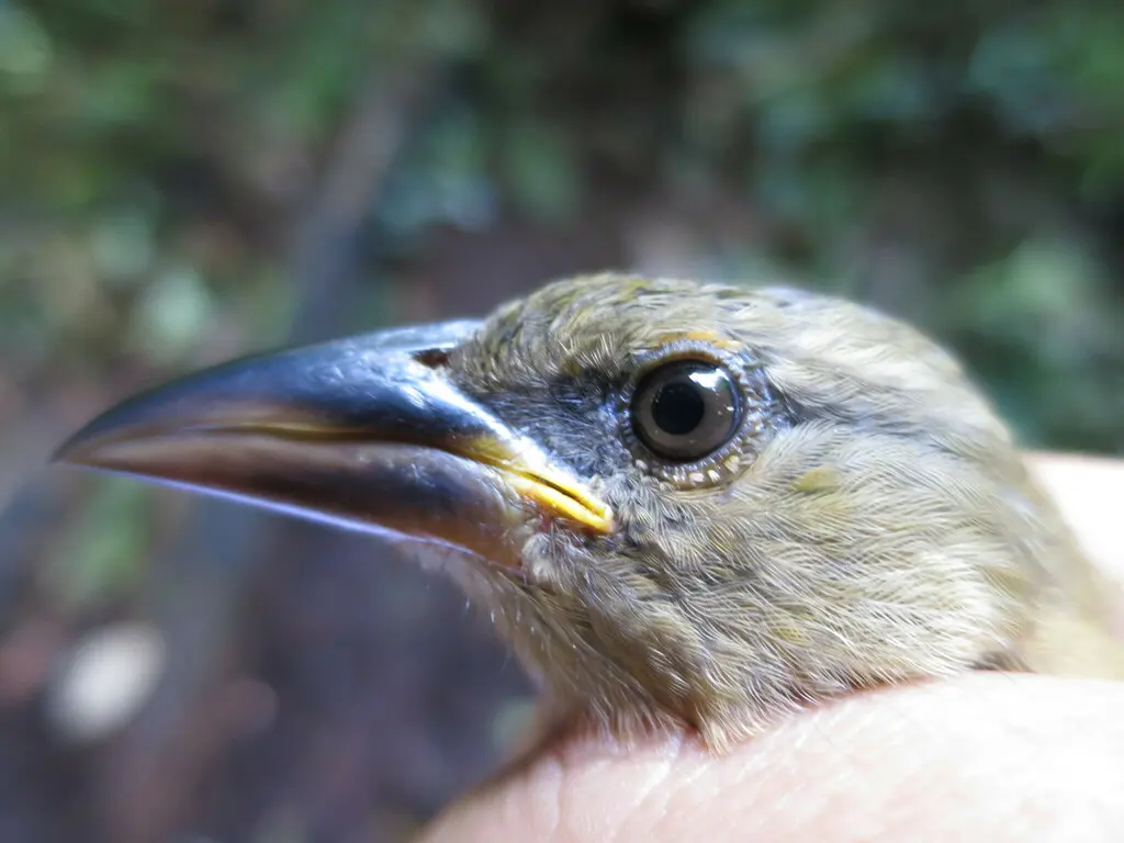 大织雀(Ploceus grandis)