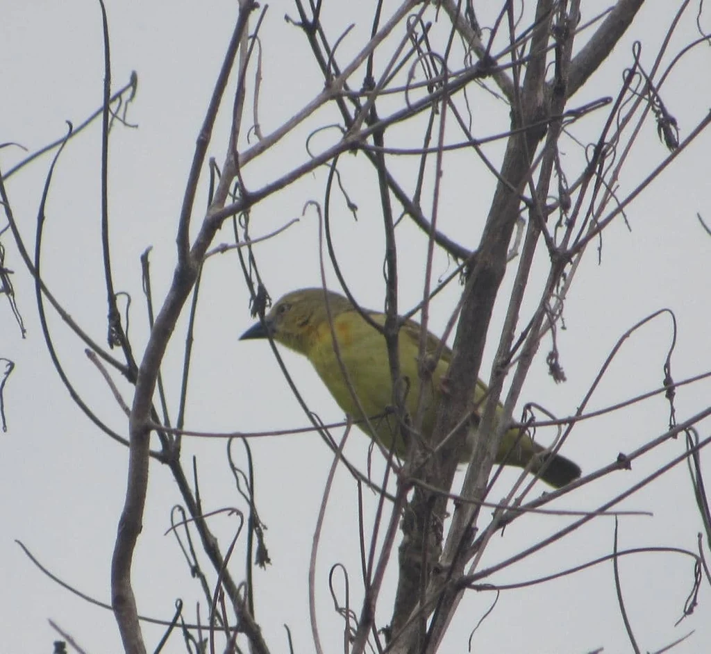 绿腰织雀(Ploceus heuglini)