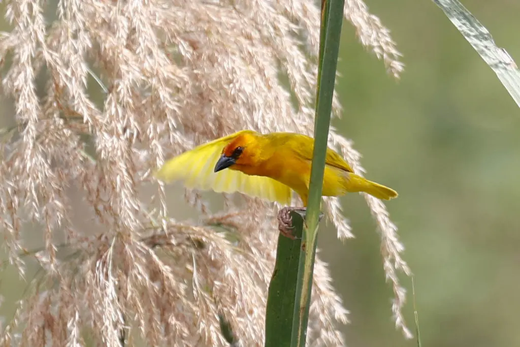 鲁武织巢鸟（Ploceus holoxanthus）