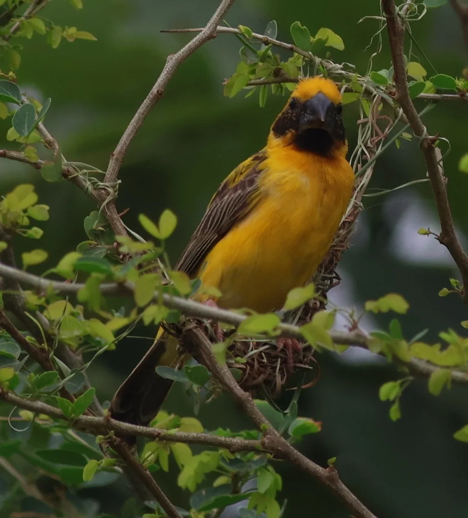 亚洲金织雀(Ploceus hypoxanthus)
