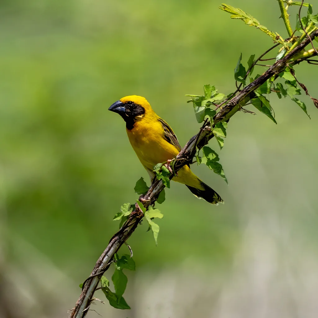 亚洲金织雀(Ploceus hypoxanthus)