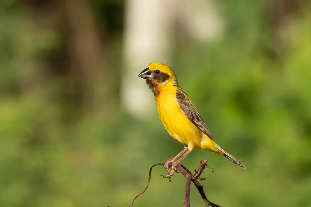 亚洲金织雀(Ploceus hypoxanthus)