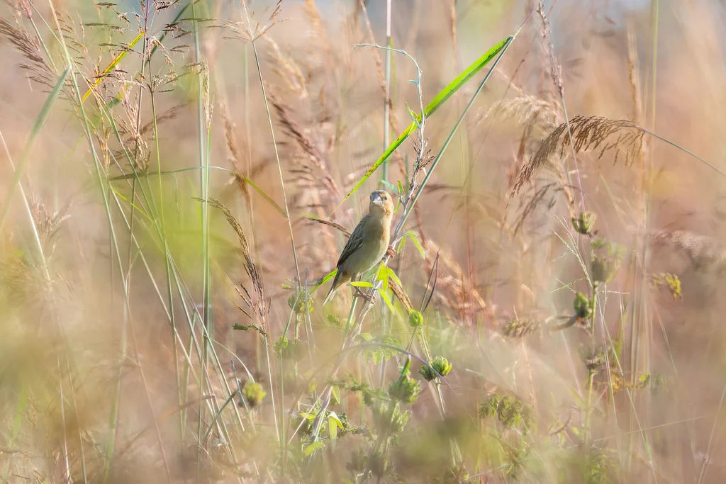 亚洲金织雀(Ploceus hypoxanthus)