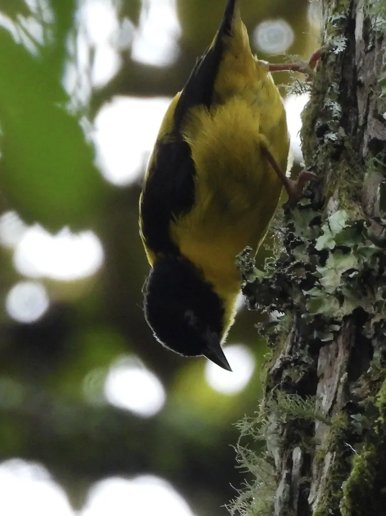 褐顶织雀(Ploceus insignis)