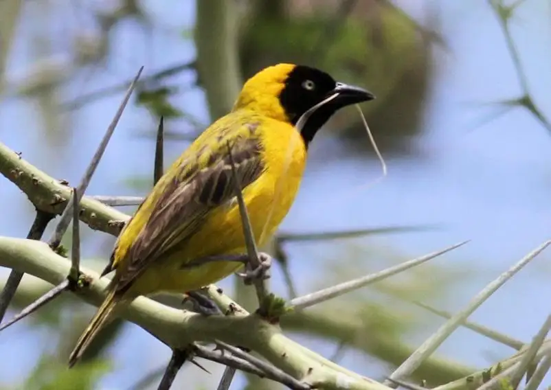 黑脸织雀(Ploceus intermedius)