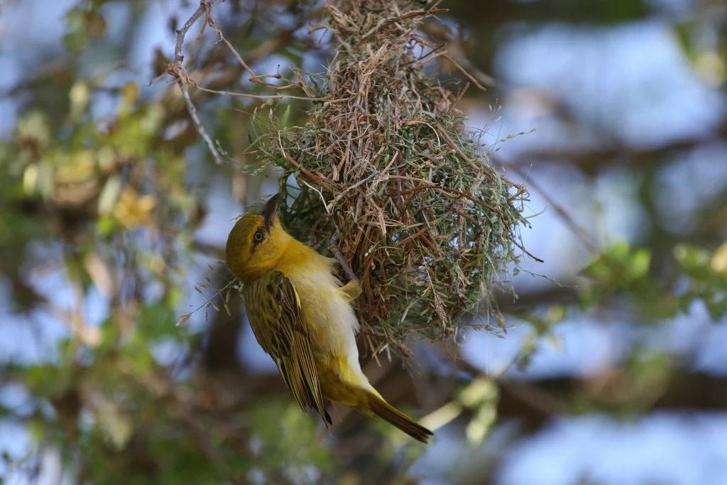 黑脸织雀(Ploceus intermedius)