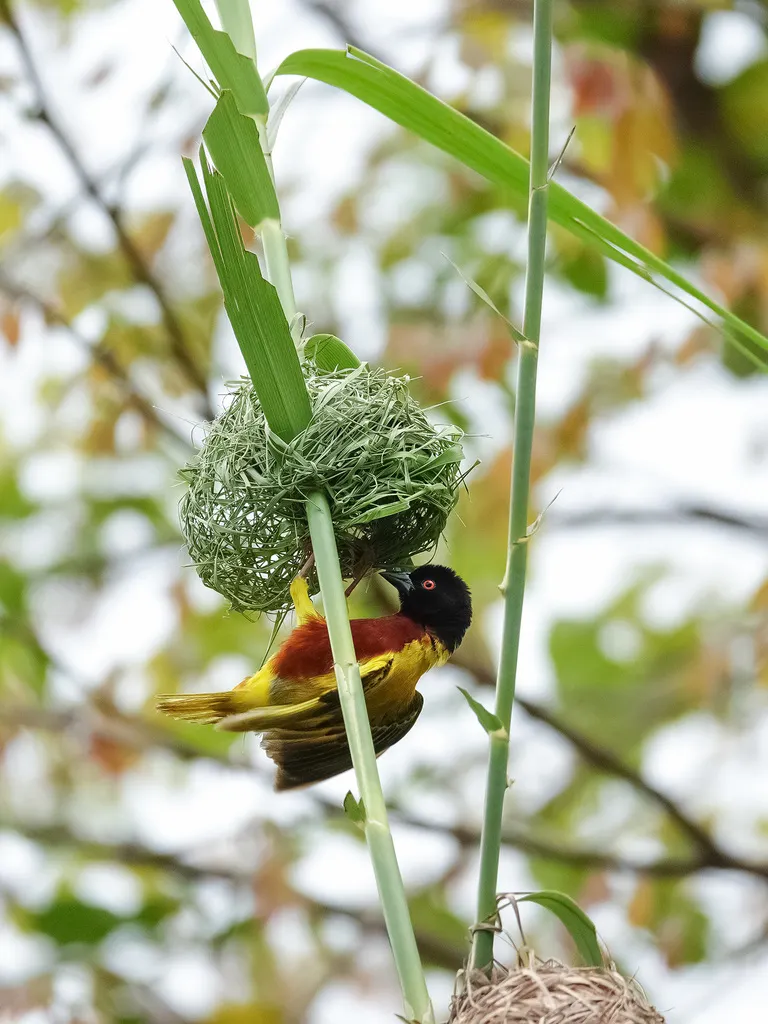 苏丹金背织雀(Ploceus jacksoni)