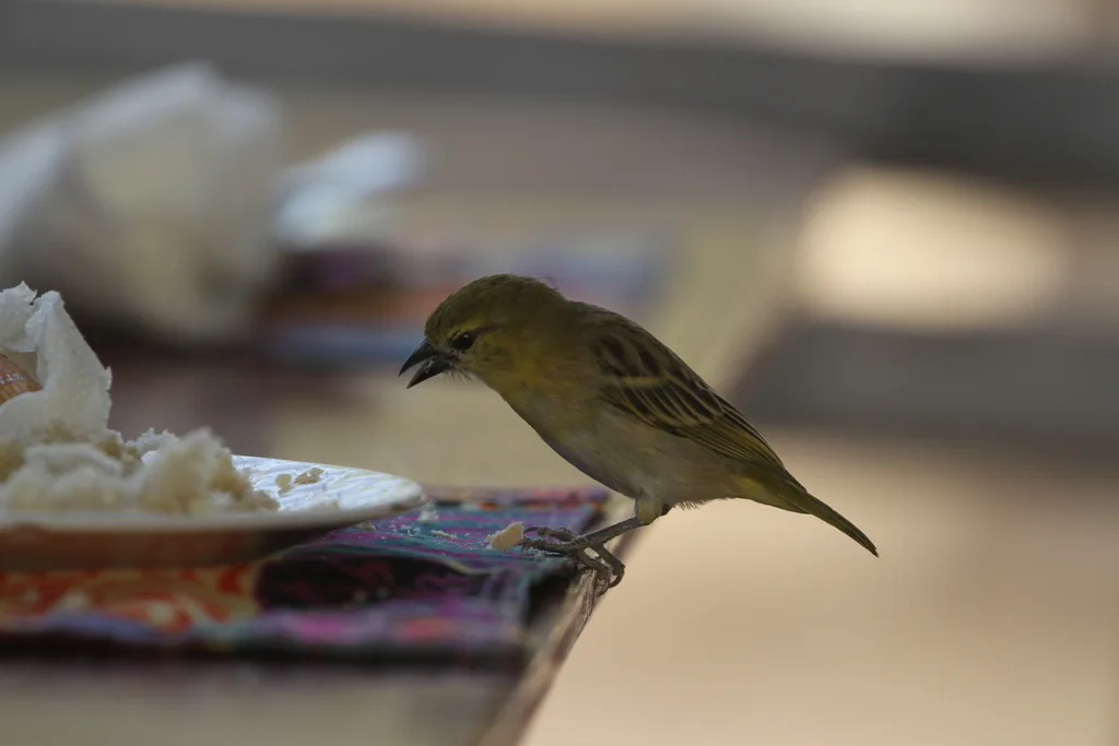 小织雀(Ploceus luteolus)
