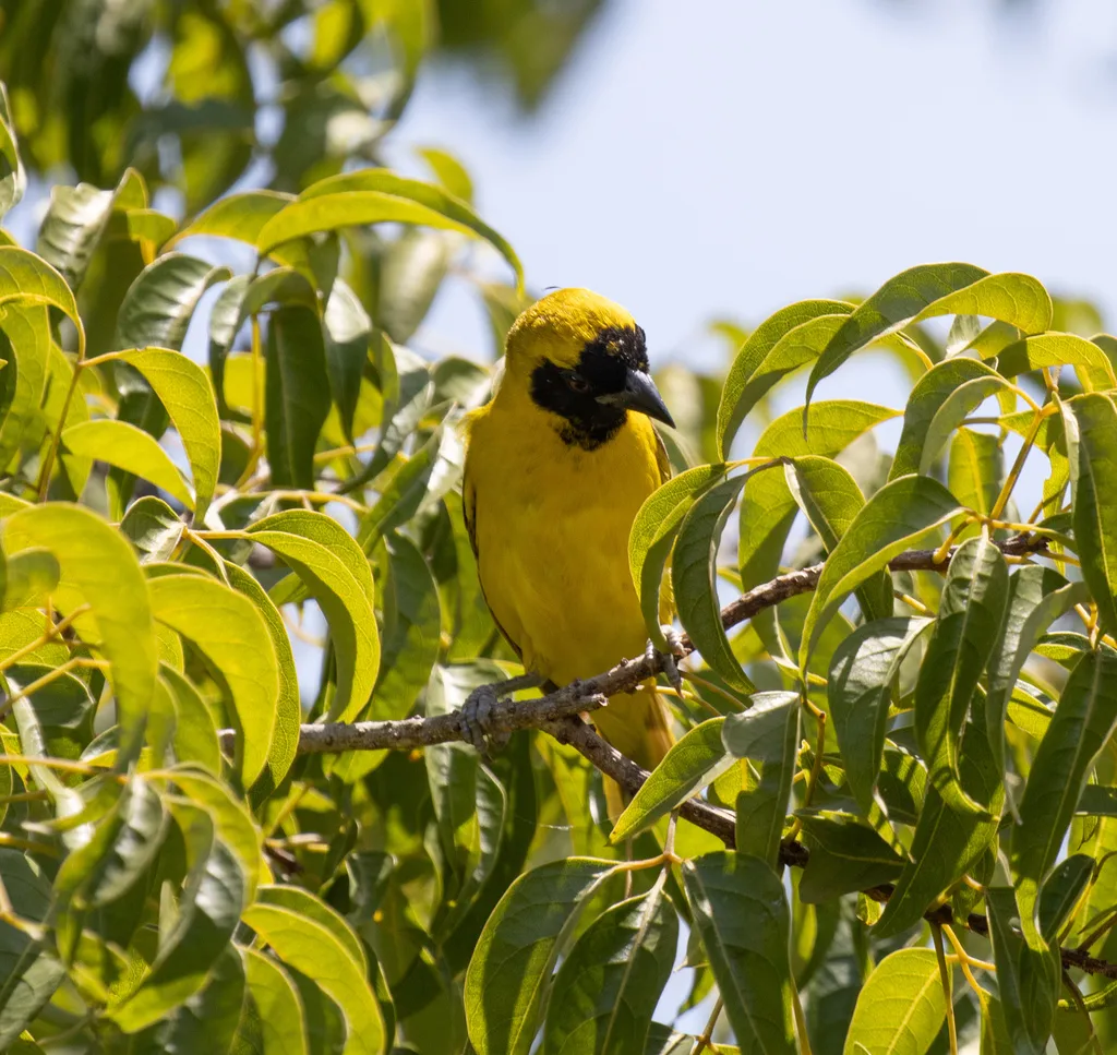 小织雀(Ploceus luteolus)