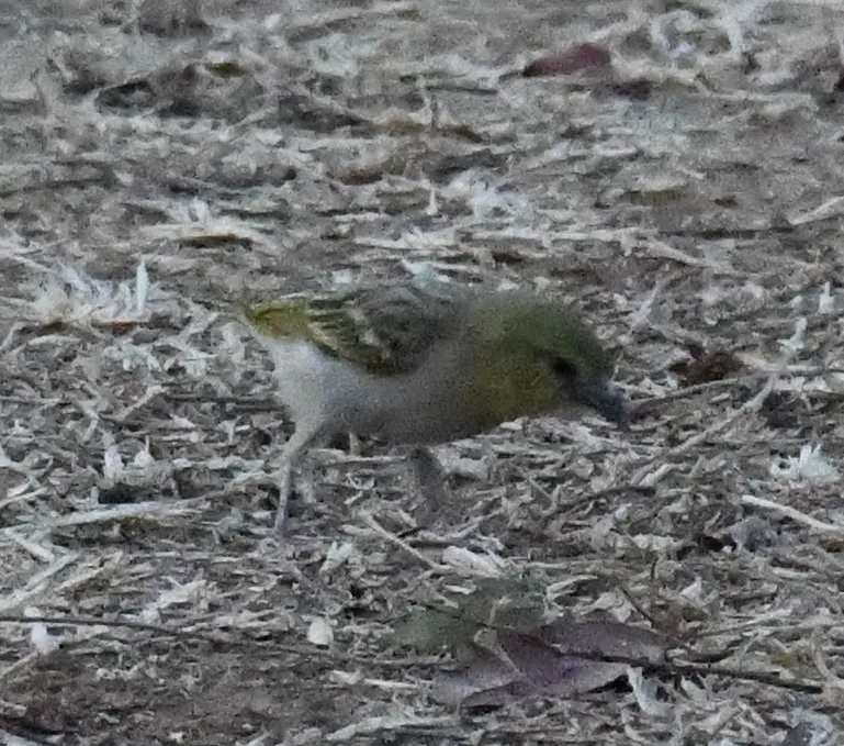 小织雀(Ploceus luteolus)