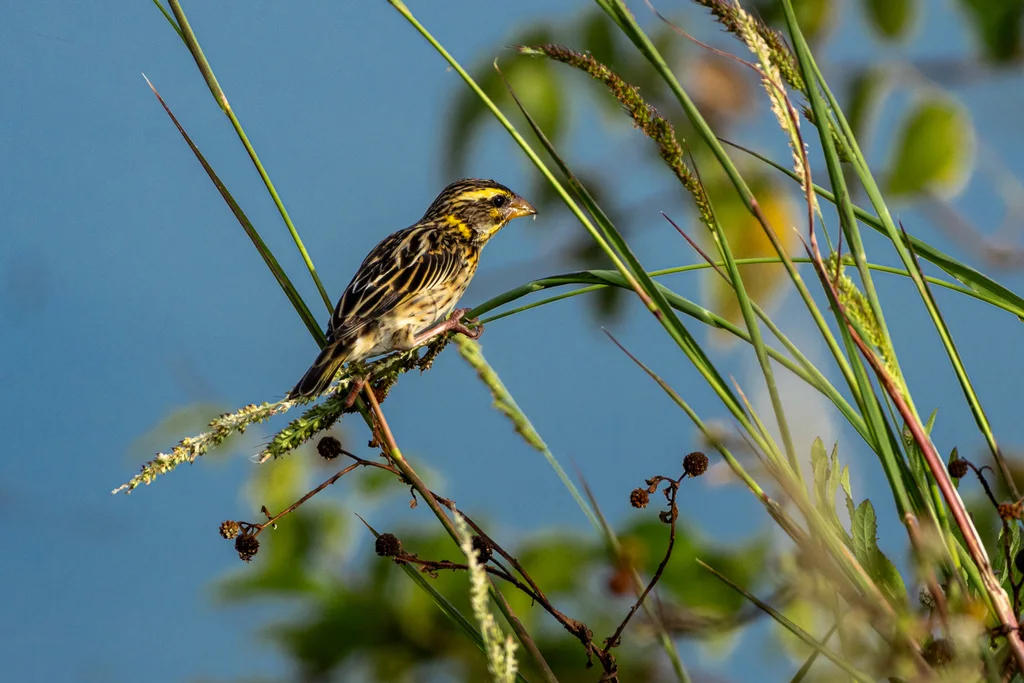 纹胸织雀(Ploceus manyar)