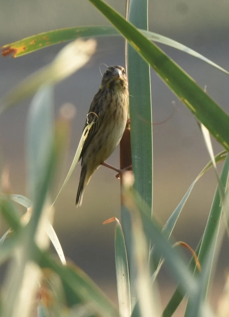 纹胸织雀(Ploceus manyar)